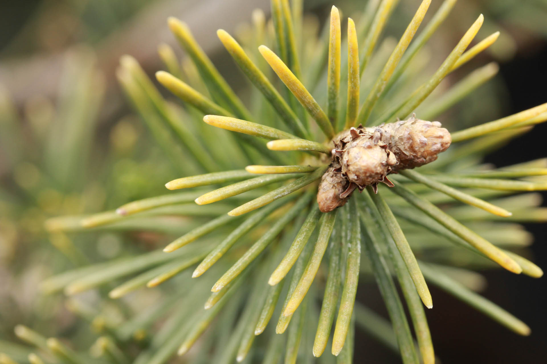 Abies lasiocarpa 